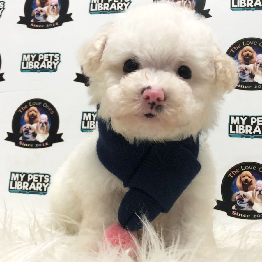 Tiny Toy Poodle Puppy For Sale (Male)