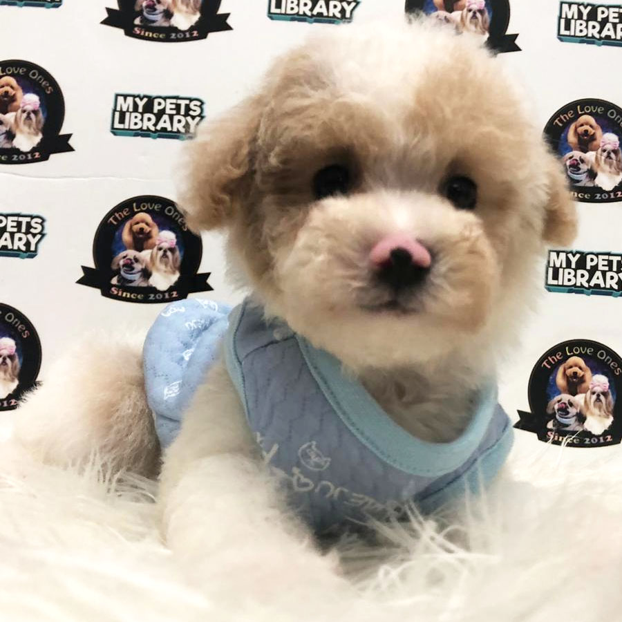 Tiny Toy Poodle Puppy For Sale (Male)