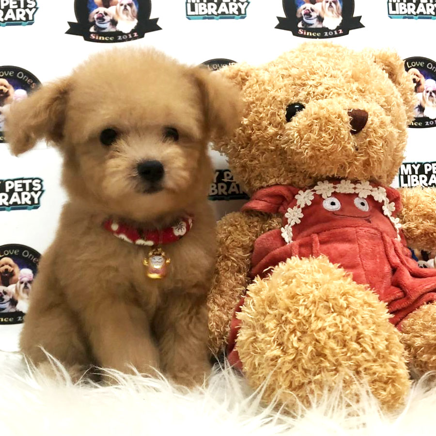 Tiny Toy Poodle Puppy For Sale (Female)