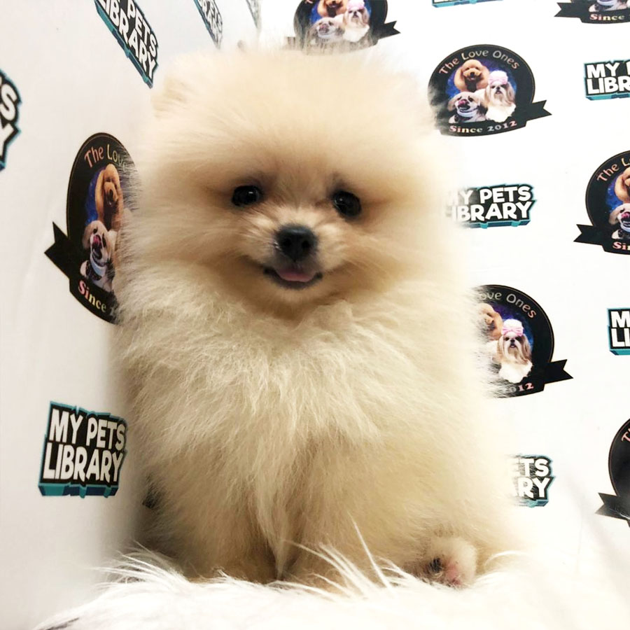 Pomeranian Puppy For Sale (Male)