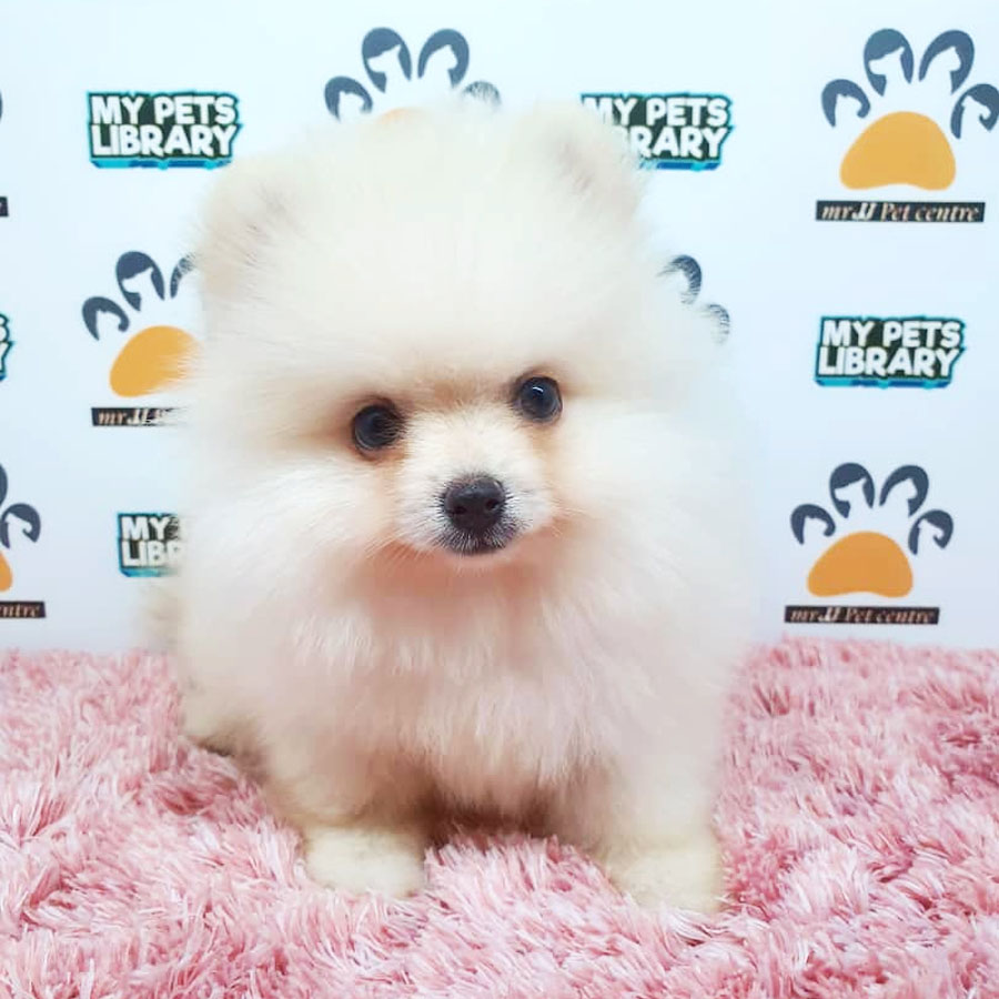 Pomeranian Puppy For Sale (Female)