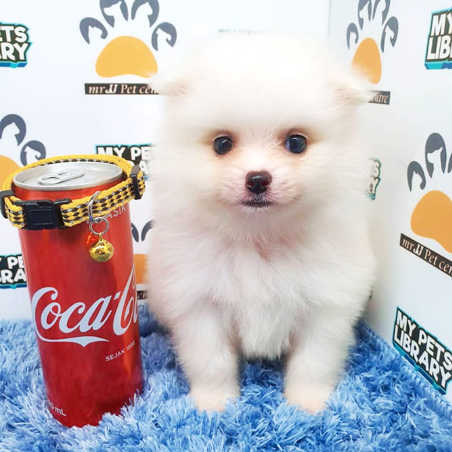 Pomeranian Puppy For Sale (Male)