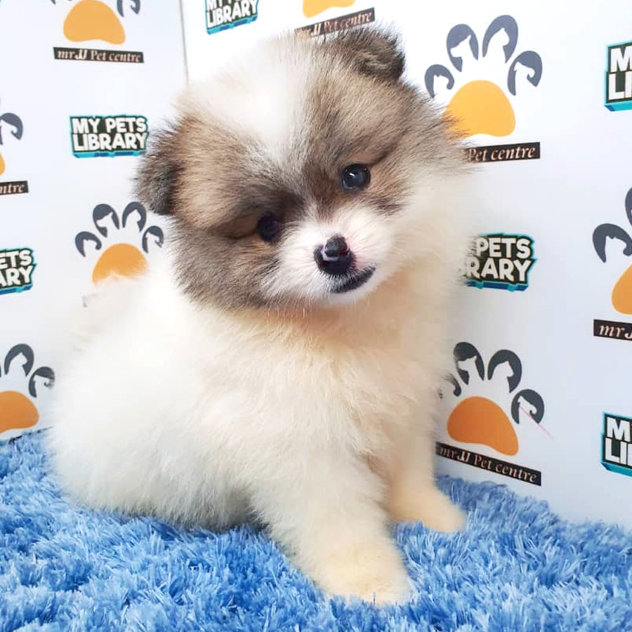Pomeranian Puppy For Sale (Male)