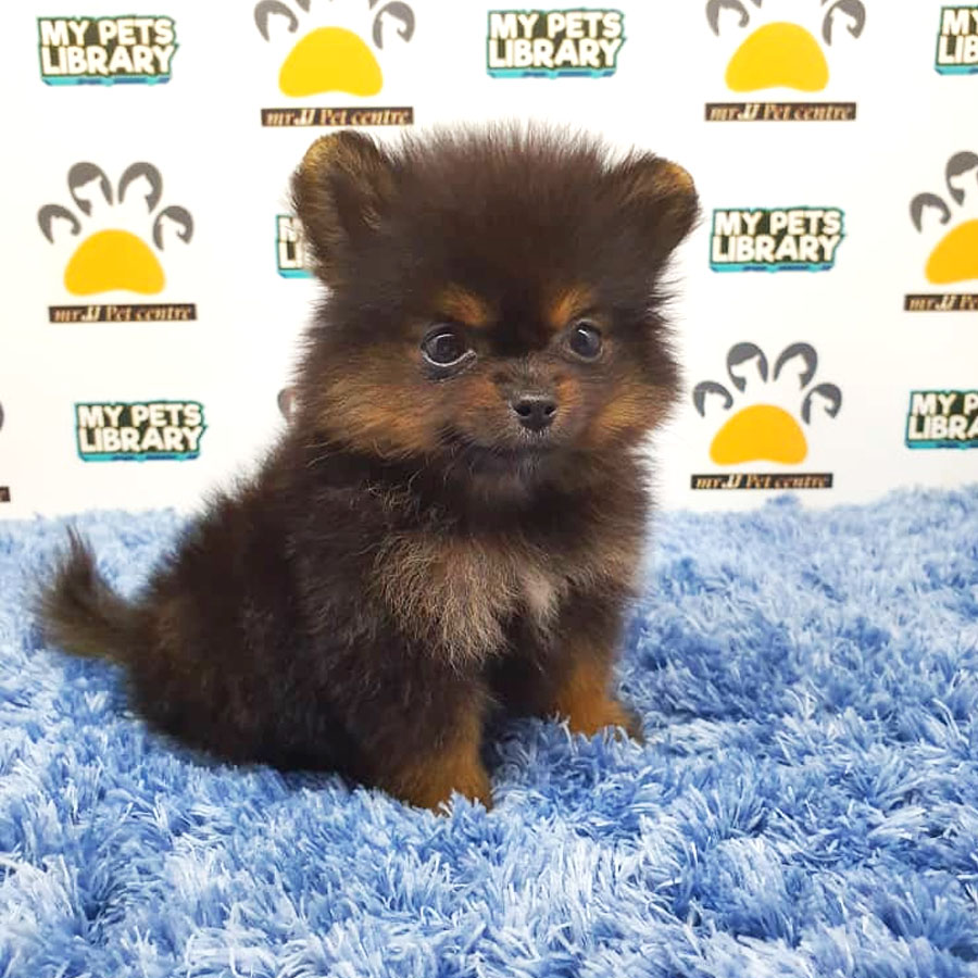 Pomeranian Puppy For Sale (Male)