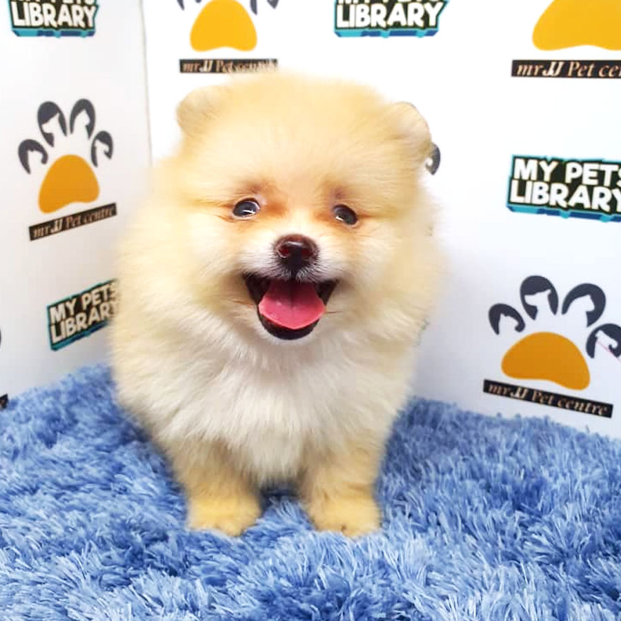 Pomeranian Puppy For Sale (Male)