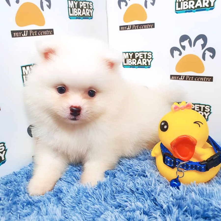 Pomeranian Puppy For Sale (Male)