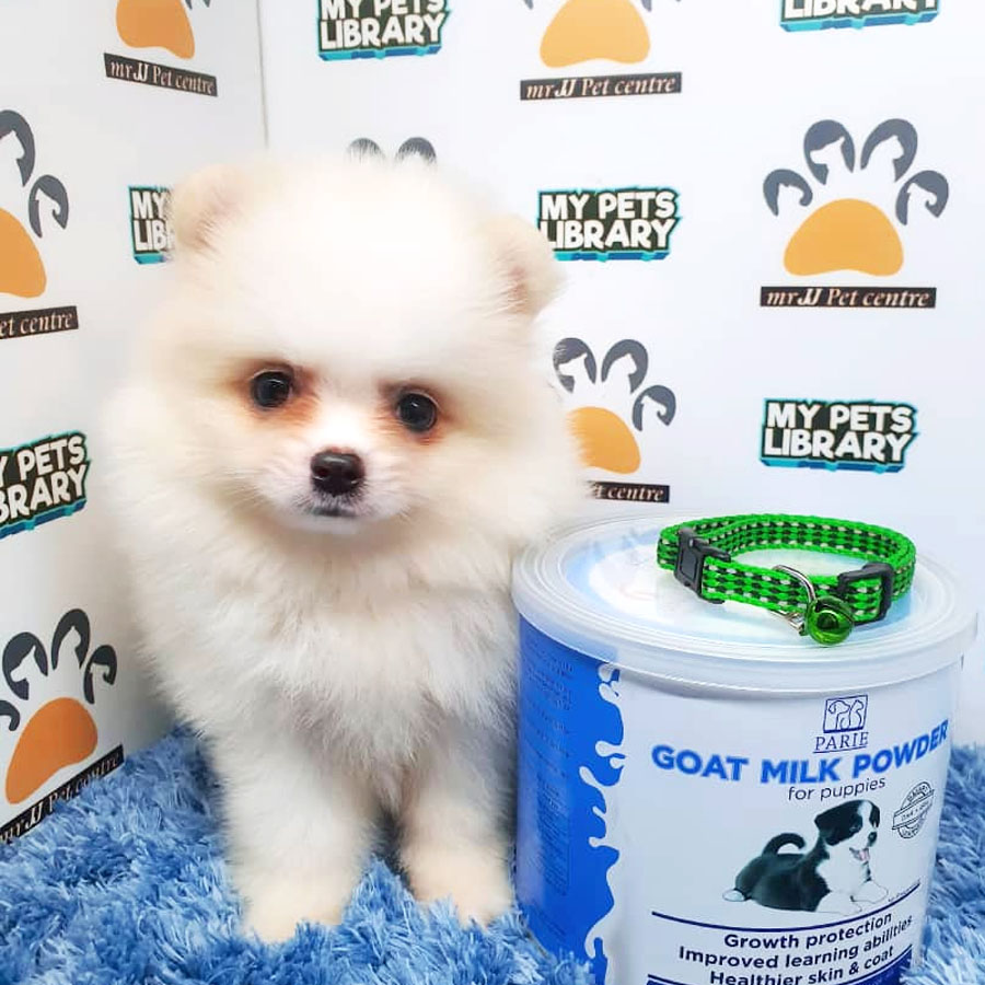 Pomeranian Puppy For Sale (Male)