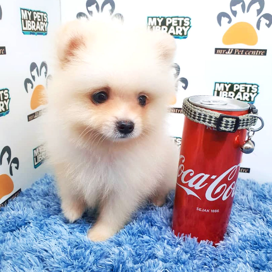 Pomeranian Puppy For Sale (Male)