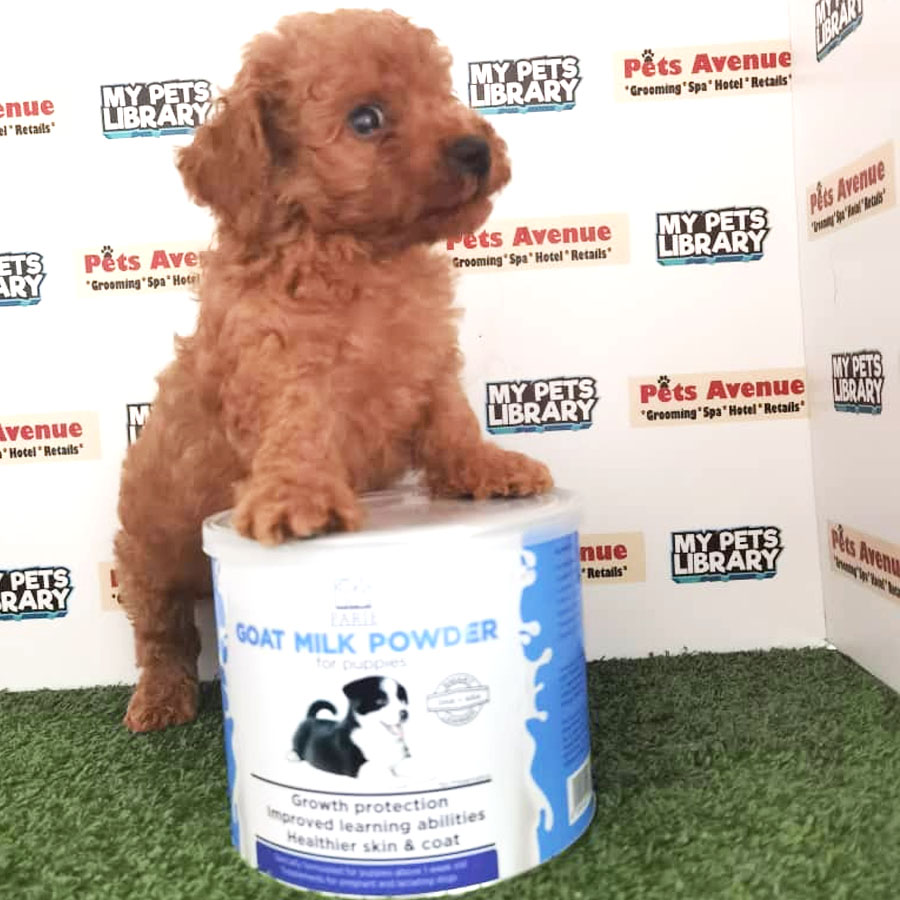 Toy Poodle Puppy For Sale (Male)