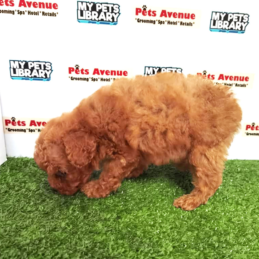 Toy Poodle Puppy For Sale (Female)
