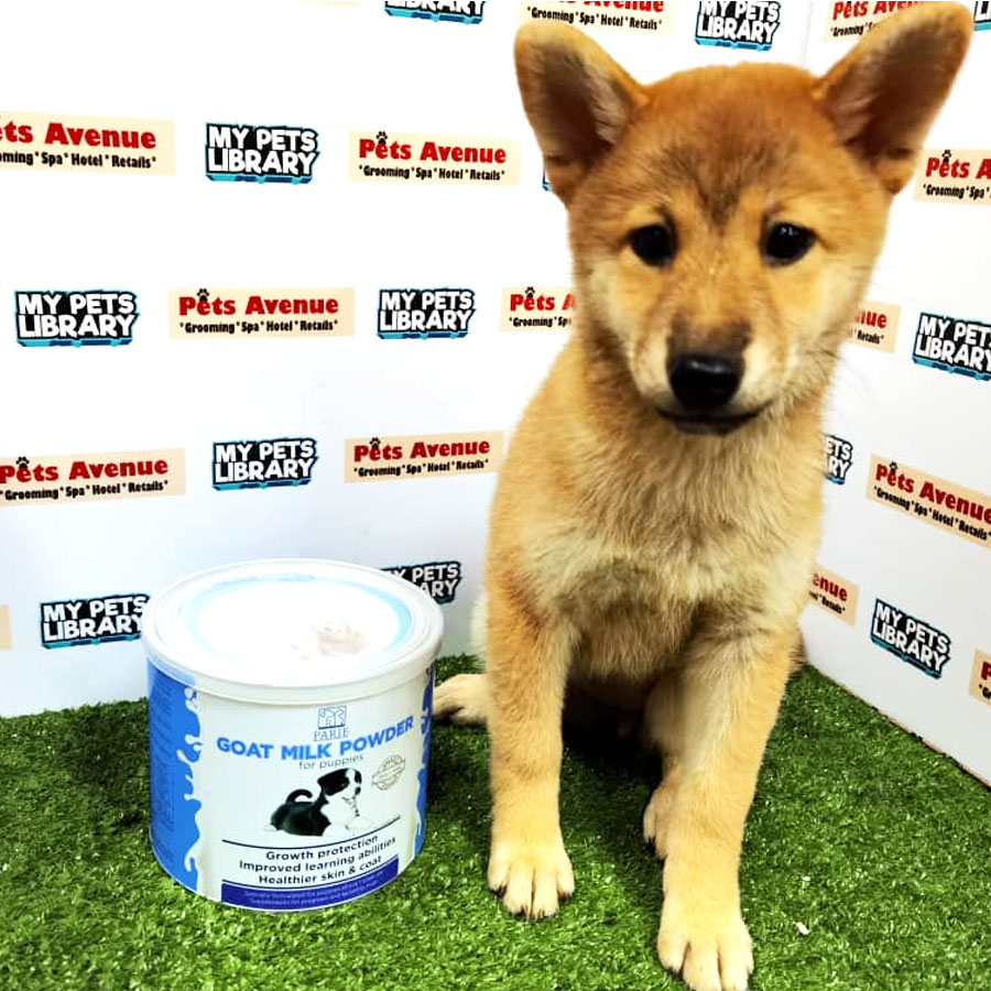 Shiba Inu Puppy For Sale (Female)