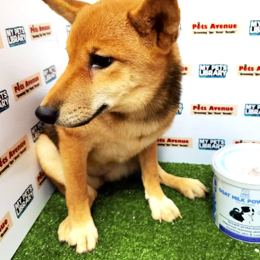 Shiba Inu Puppy For Sale (Male)