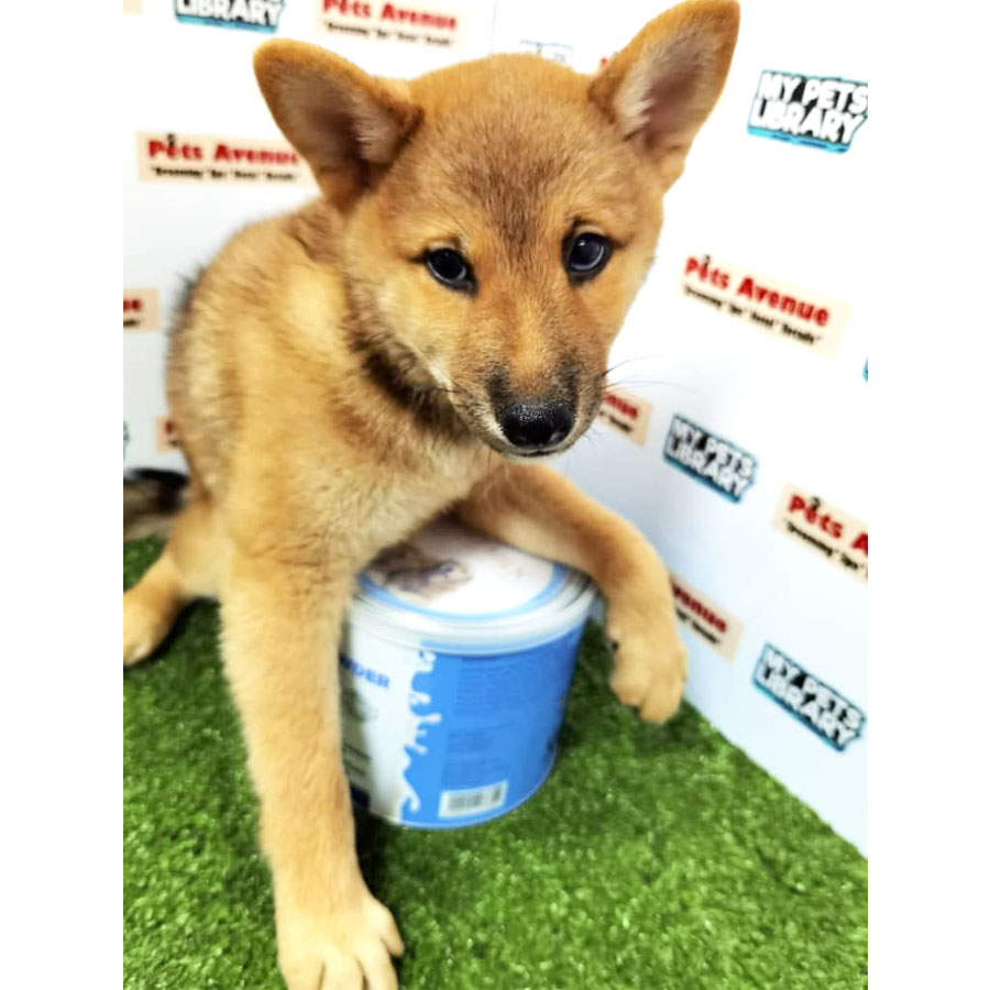 Shiba Inu Puppy For Sale (Male)