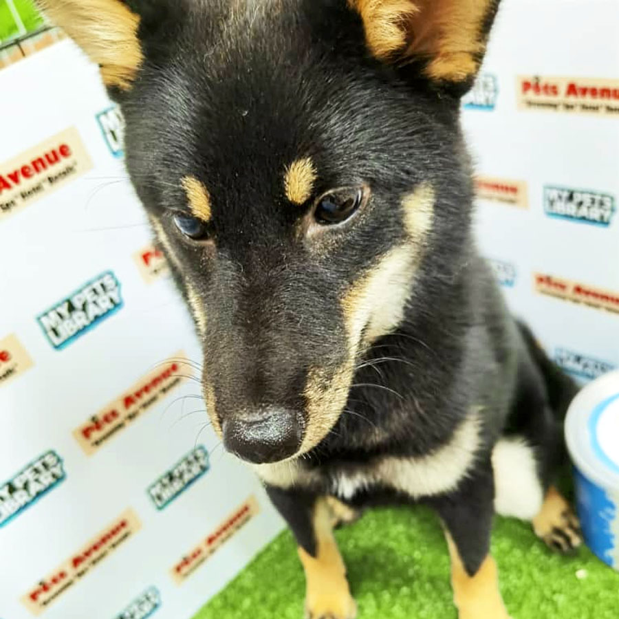 Shiba Inu Puppy For Sale (Female)