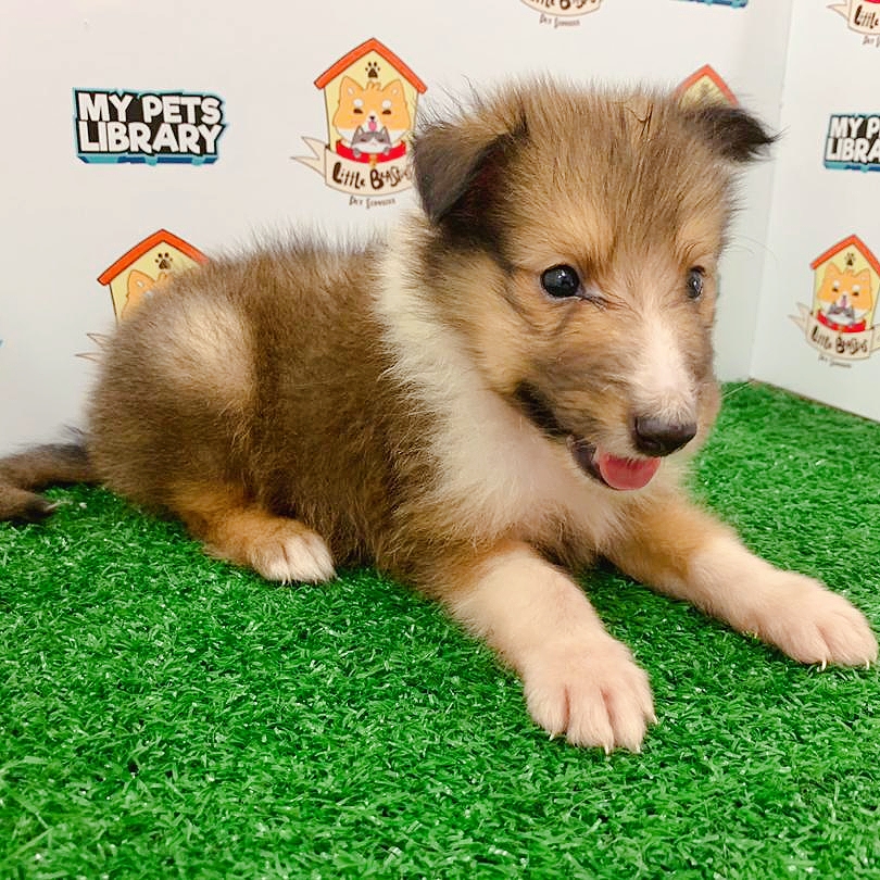 Shetland Sheepdog Puppy For Sale