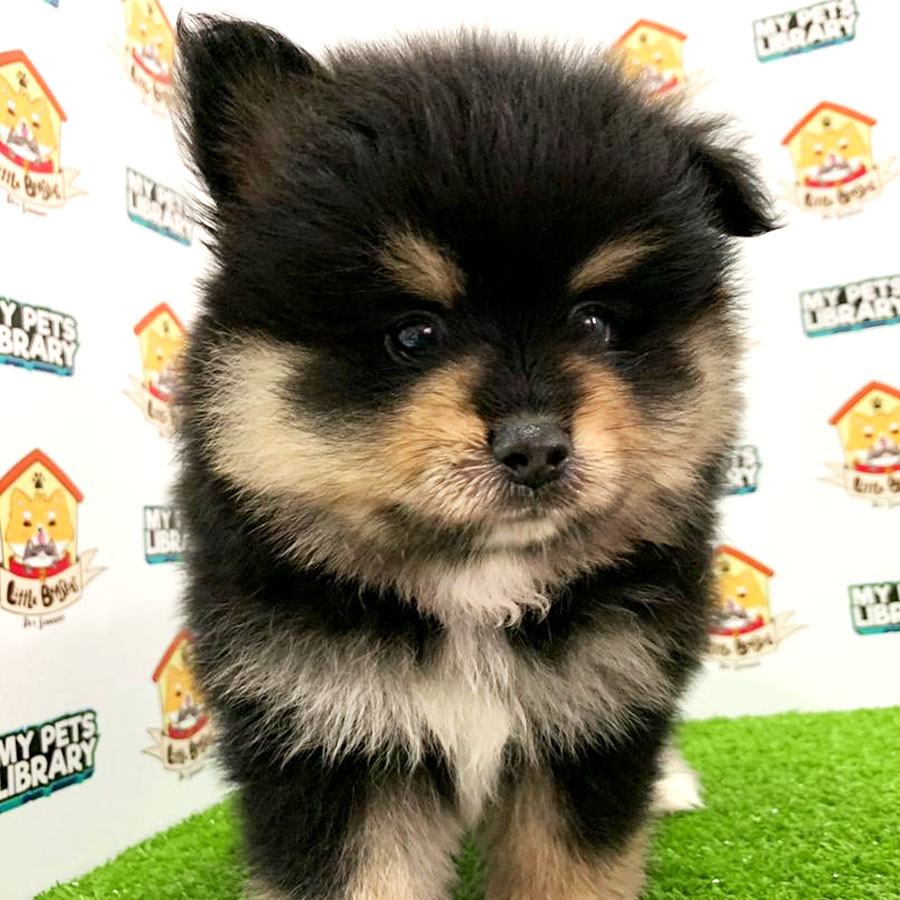 Pomeranian Puppy For Sale (Male)