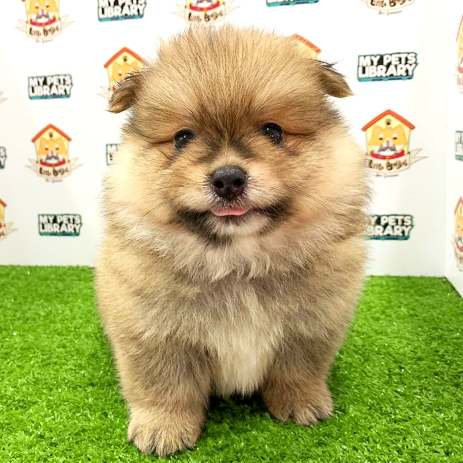 Pomeranian Puppy For Sale (Female)