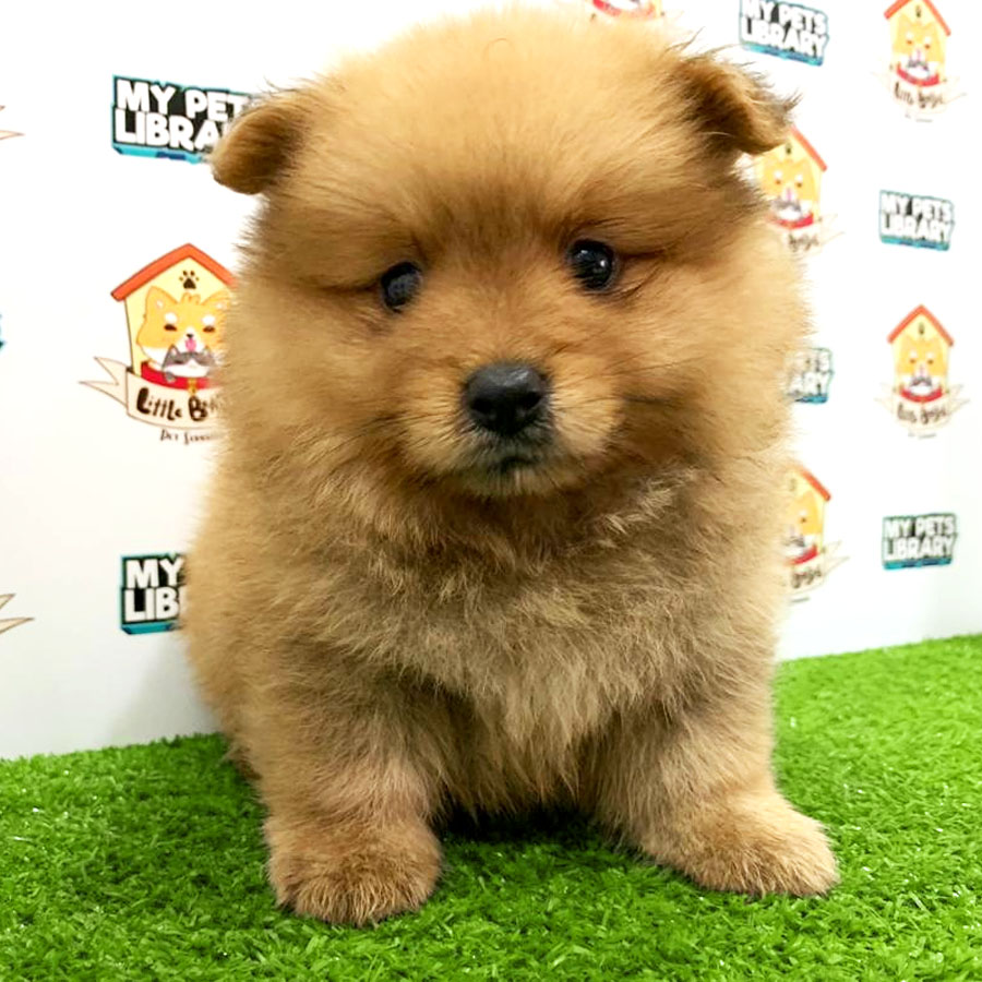 Pomeranian Puppy For Sale (Male)