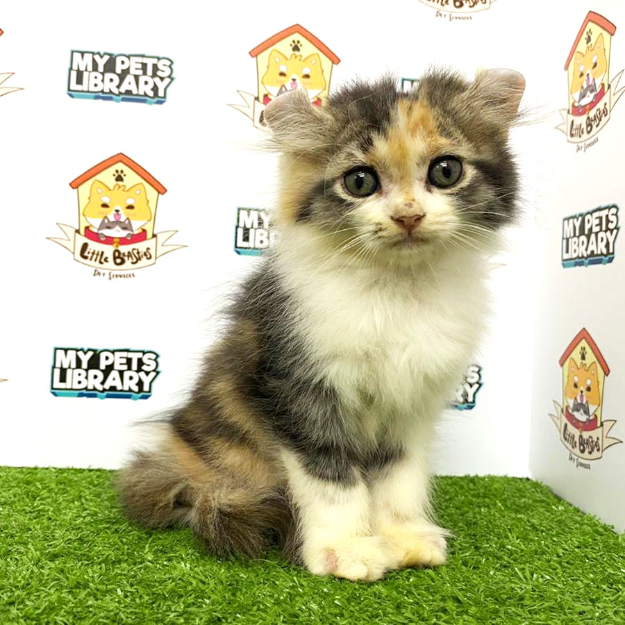 American Curl Kitten For Sale