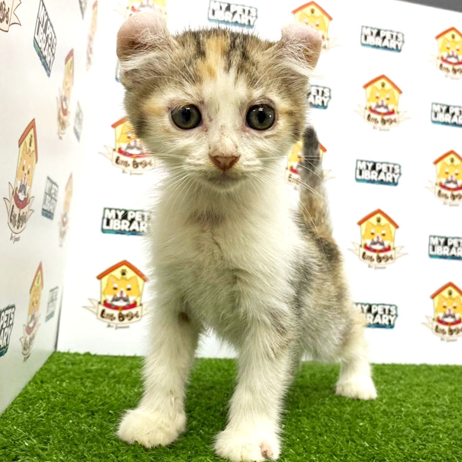 American Curl Kitten For Sale
