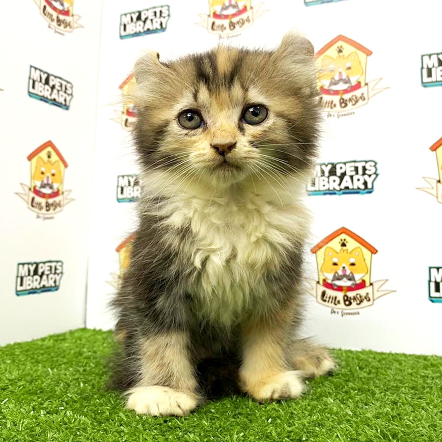 American Curl Kitten For Sale