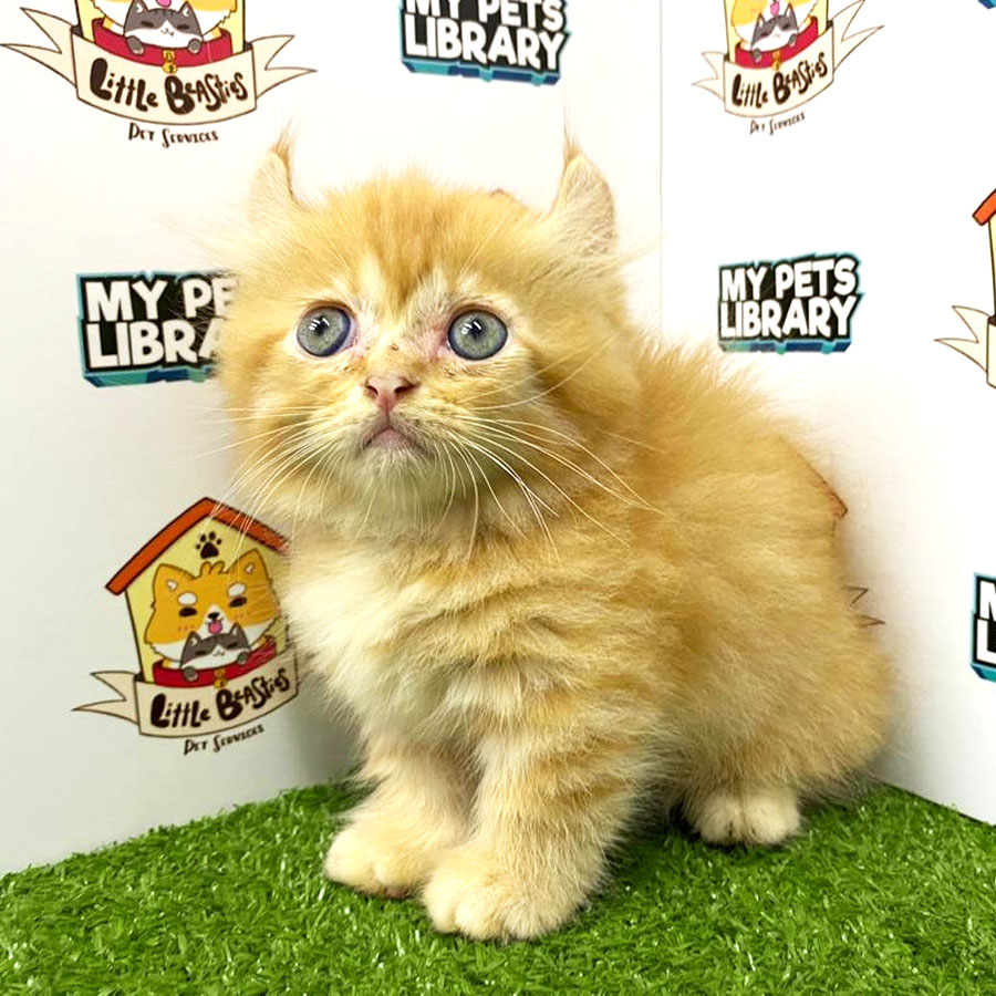 Munchkin Mix American Curl Kitten For Sale