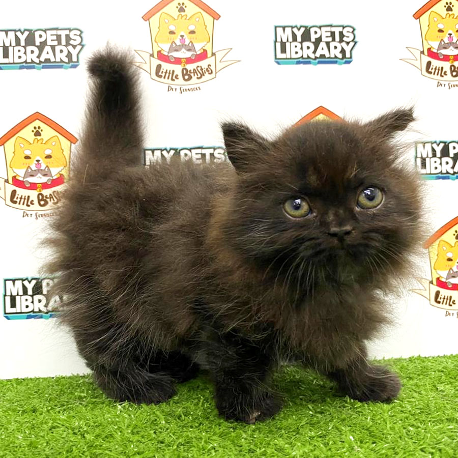 Munchkin Kitten For Sale