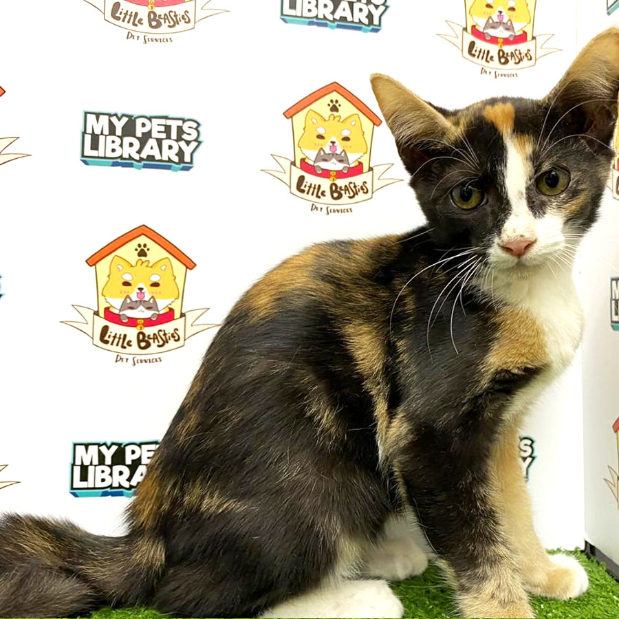 Abyssinian Mix Kitten For Sale