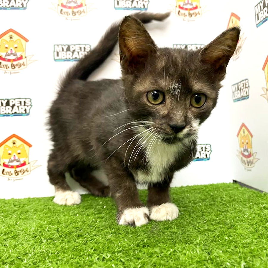 Abyssinian Mix Kitten For Sale