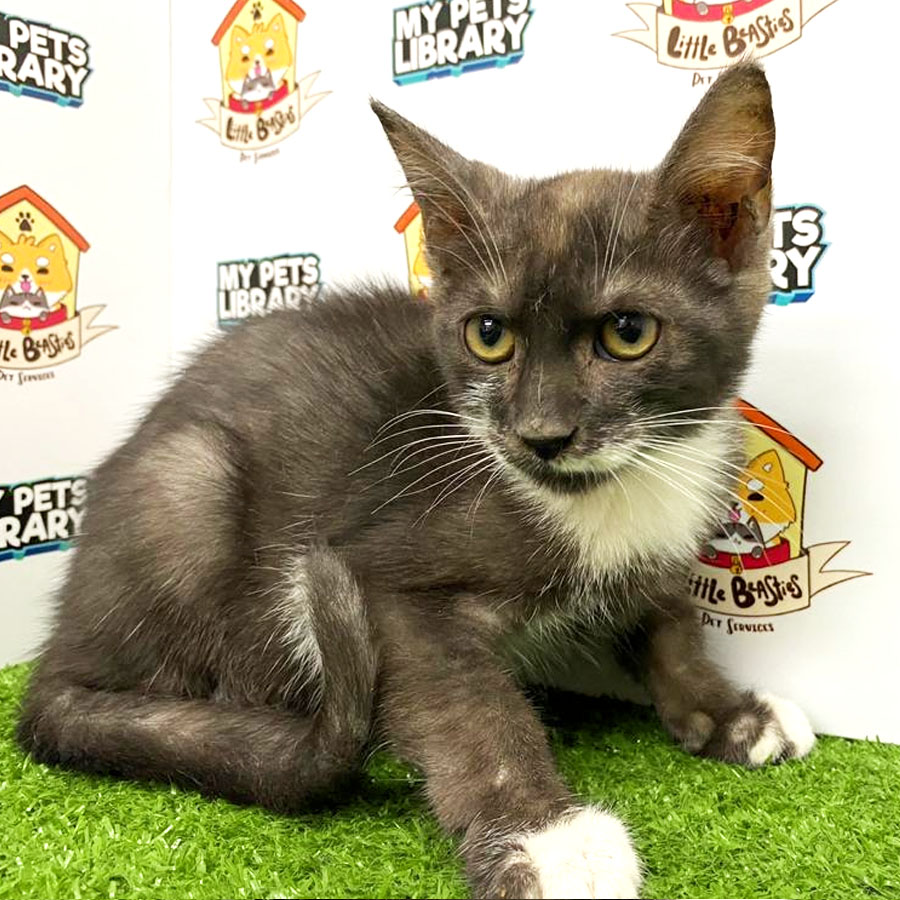Abyssinian Mix Kitten For Sale