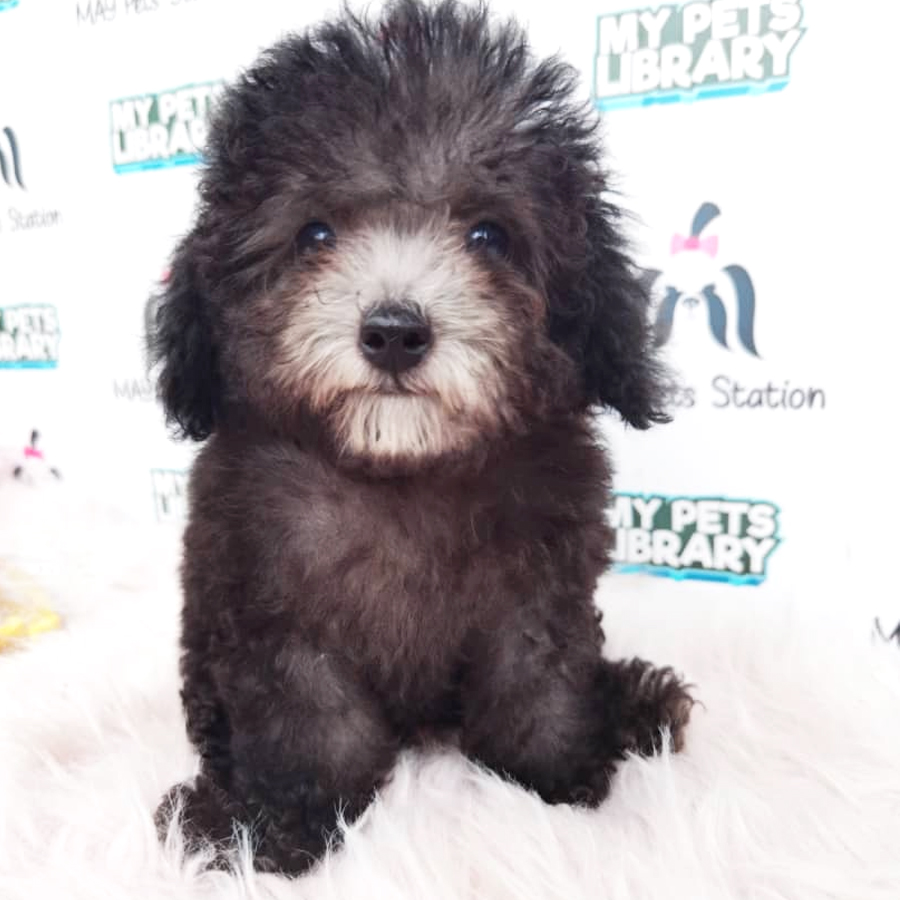 Tiny Toy Poodle Puppy For Sale (Male)