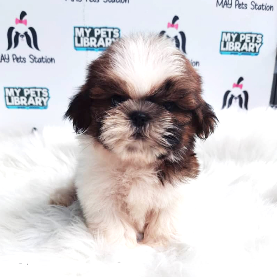 Shih Tzu Puppy (Male) For Sale