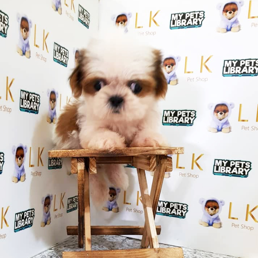 Shih Tzu Puppy (Female) For Sale