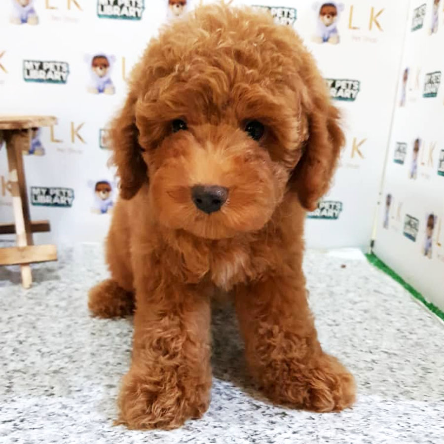 Toy Poodle Puppy For Sale (Male)