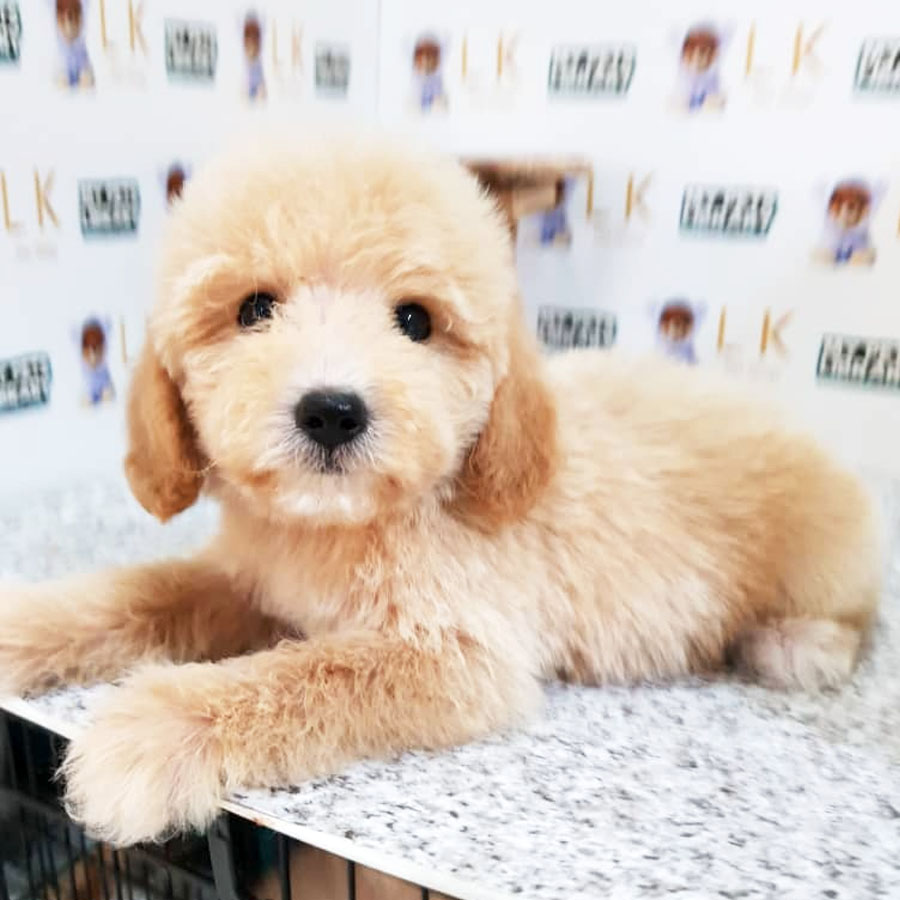 Toy Poodle Puppy For Sale (Male)