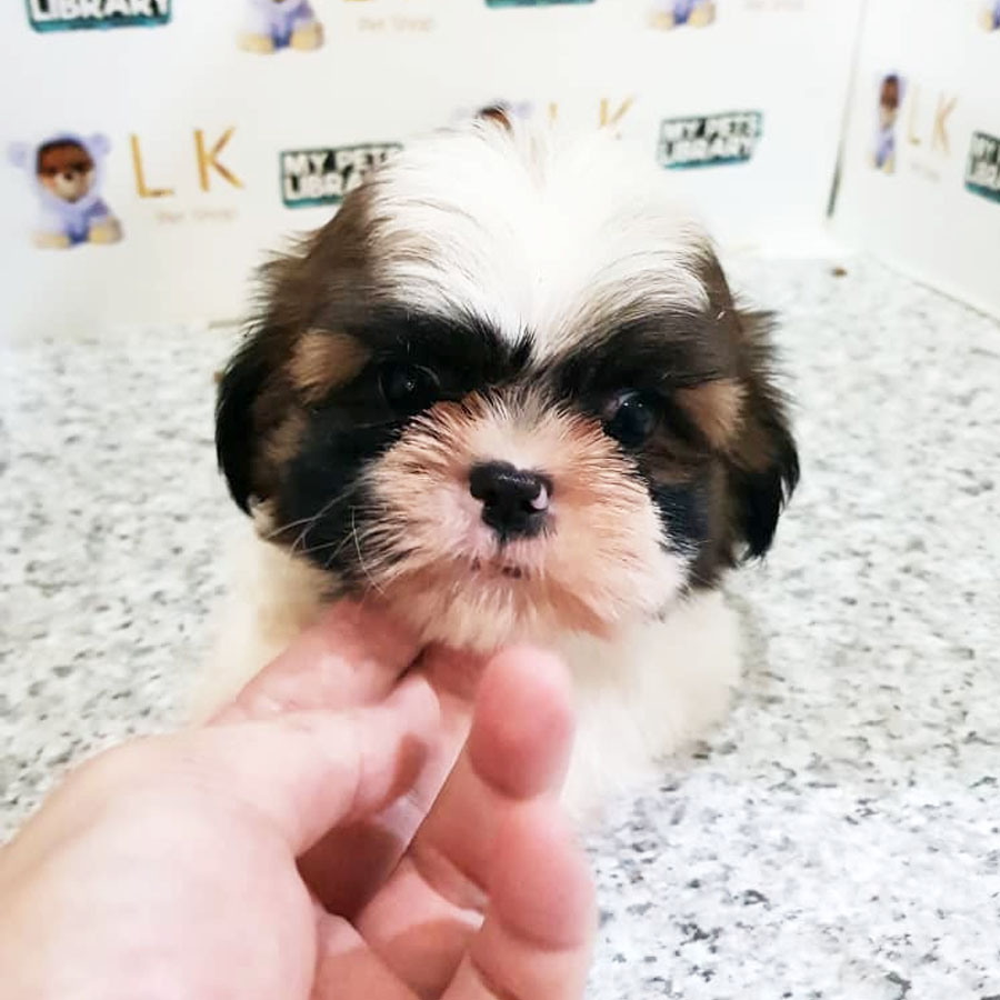 Shih Tzu Puppy (Male) For Sale
