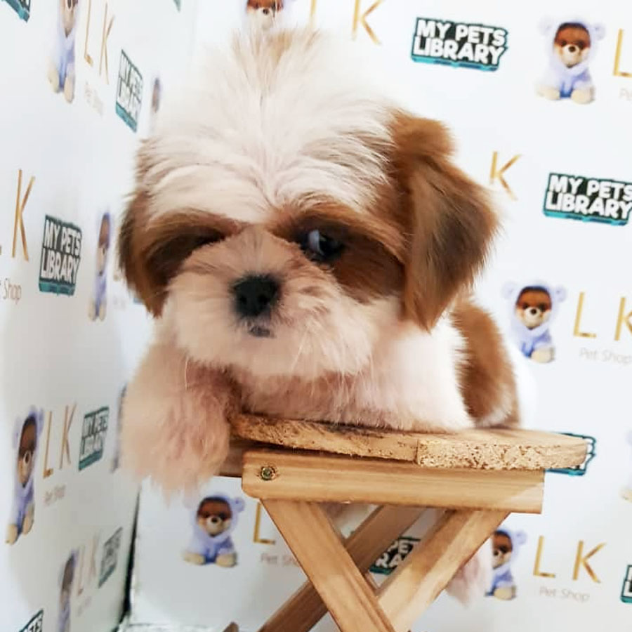 Shih Tzu Puppy (Male) For Sale