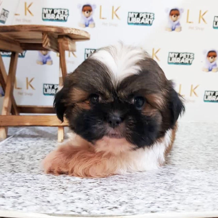 Shih Tzu Puppy (Male) For Sale