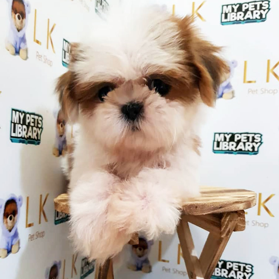 Shih Tzu Puppy (Female) For Sale
