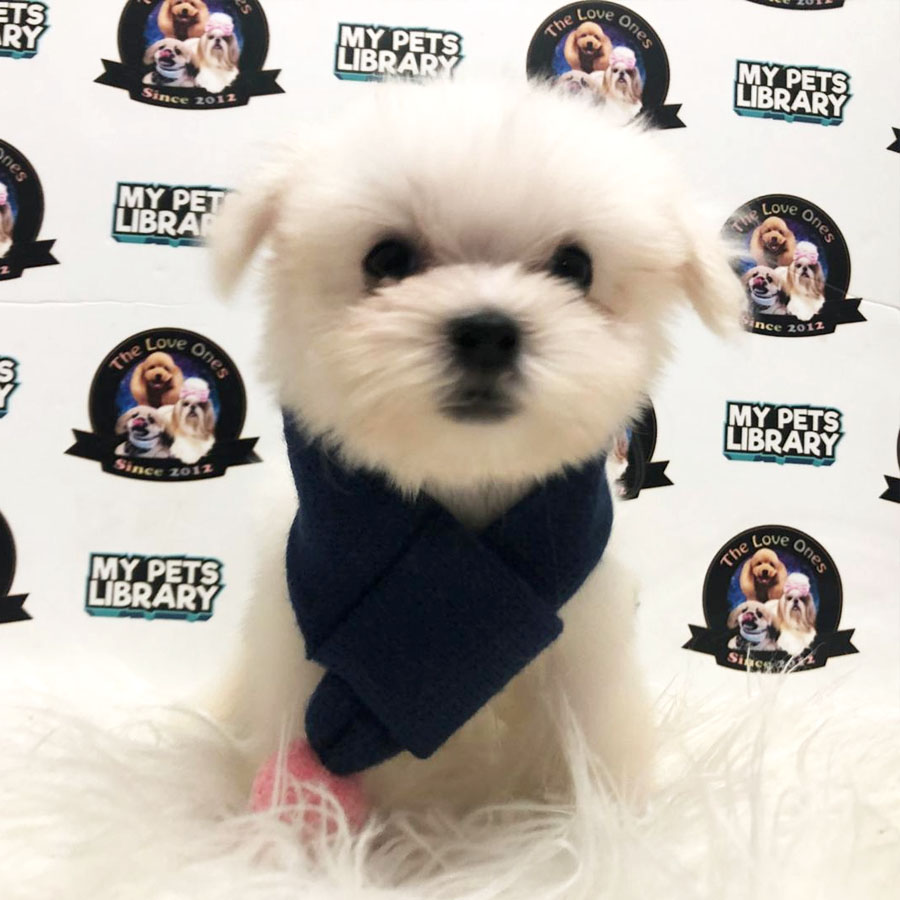 Maltese Puppy For Sale (Male)