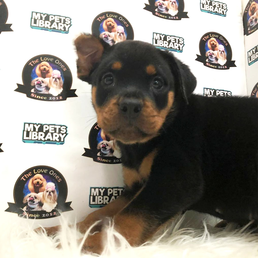 Rottweiler Puppy For Sale