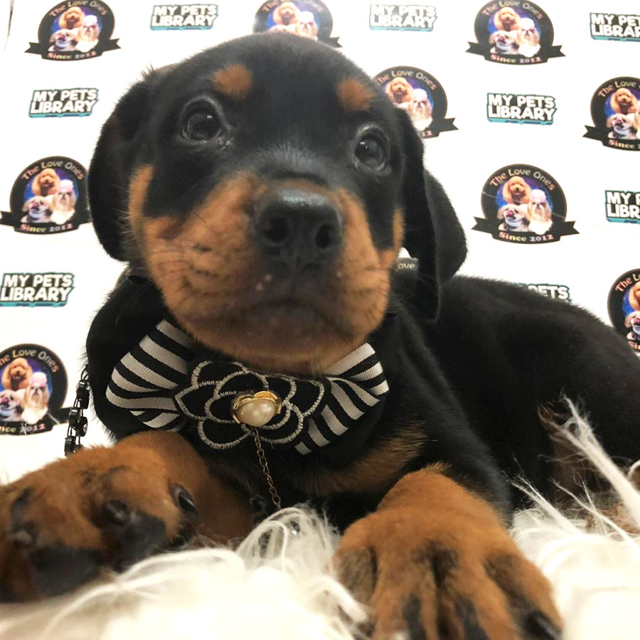 Rottweiler Puppy For Sale