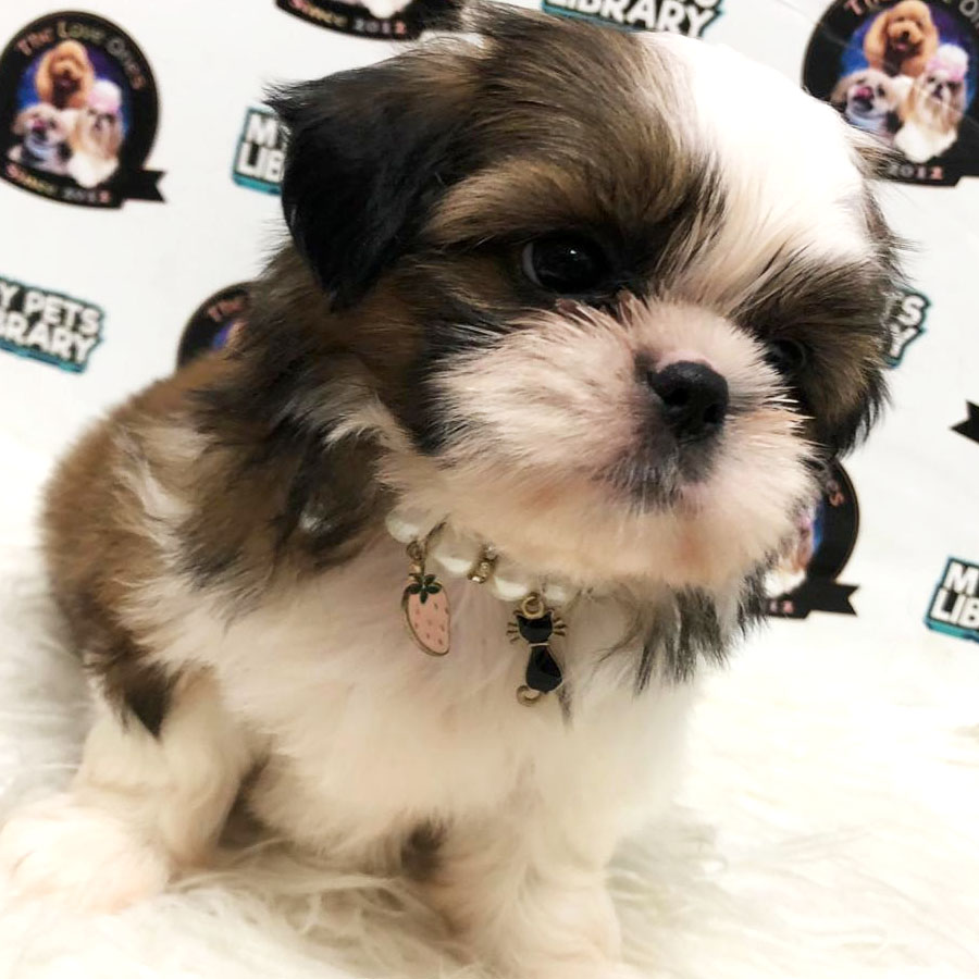 Shih Tzu Puppy (Female) For Sale