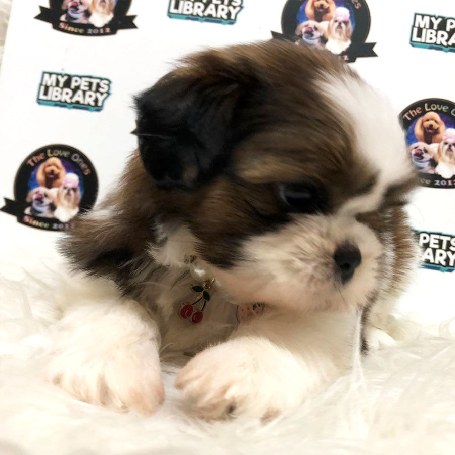 Shih Tzu Puppy (Female) For Sale