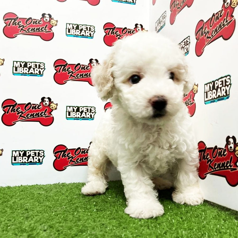 Toy Poodle Puppy (Male) For Sale