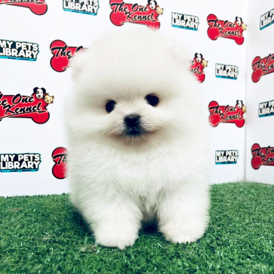 Pomeranian Puppy (Female) For Sale