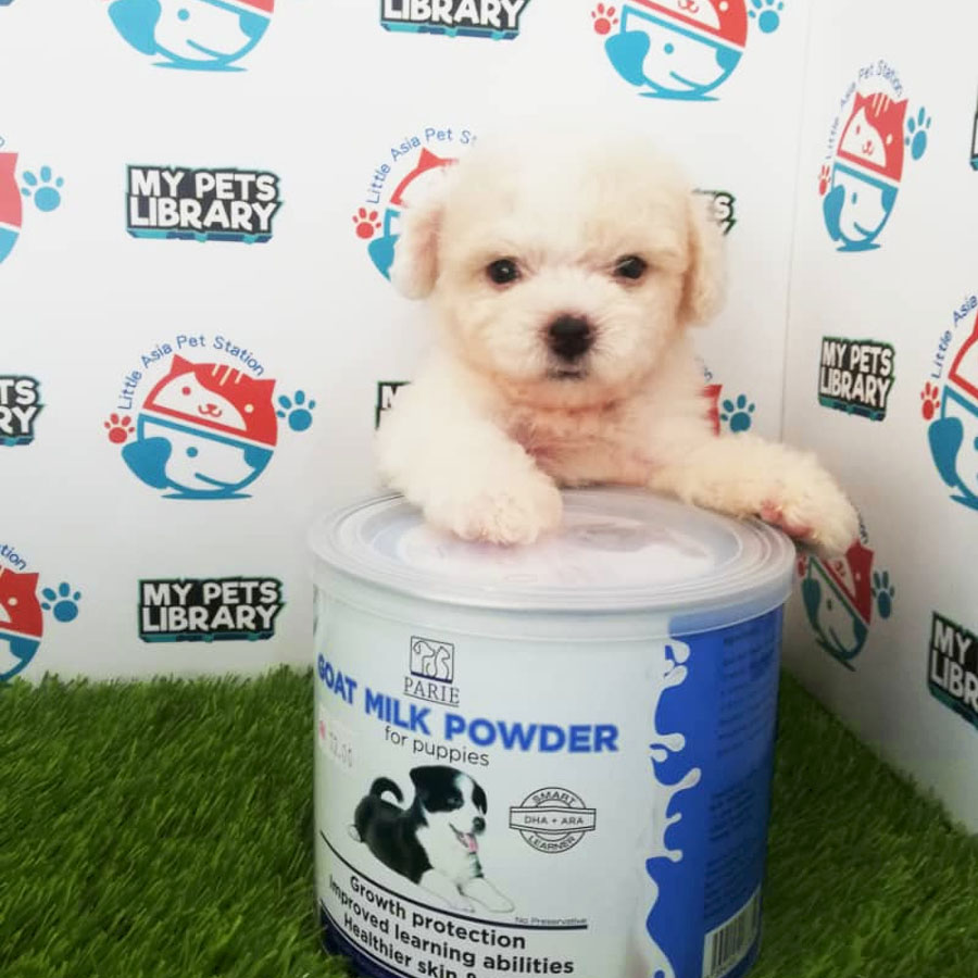 Toy Poodle Puppy (Female) For Sale