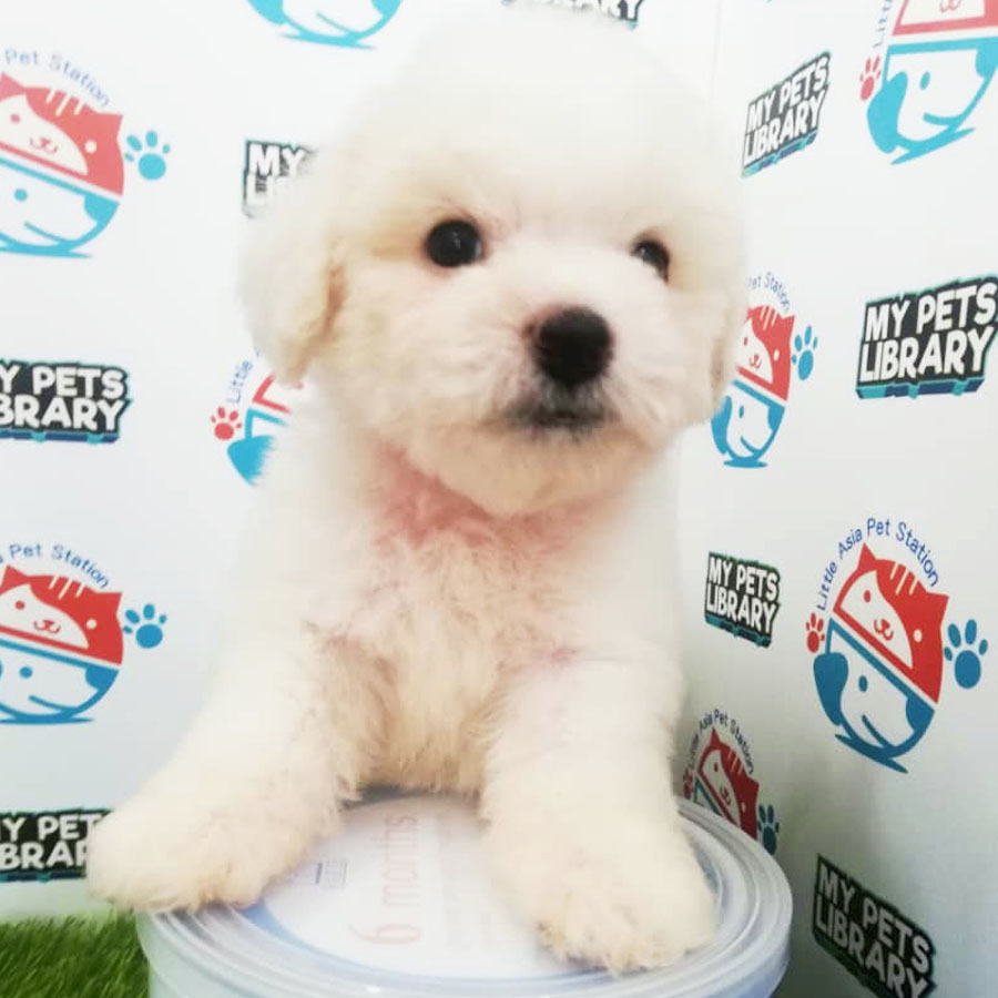 Toy Poodle Puppy (Male) For Sale