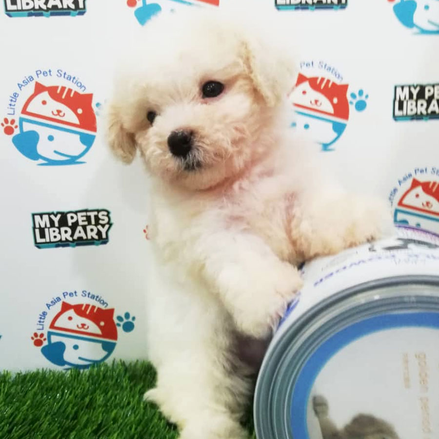 Toy Poodle Puppy (Female) For Sale