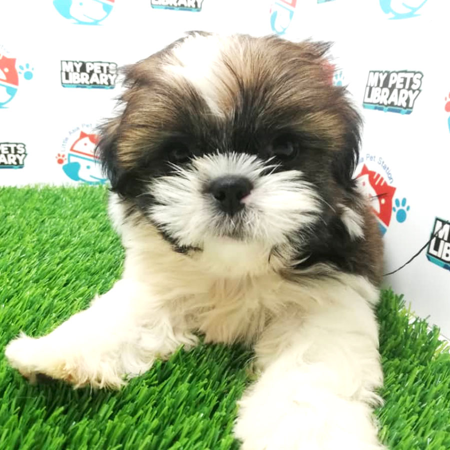 Shih Tzu Puppy (Male) For Sale